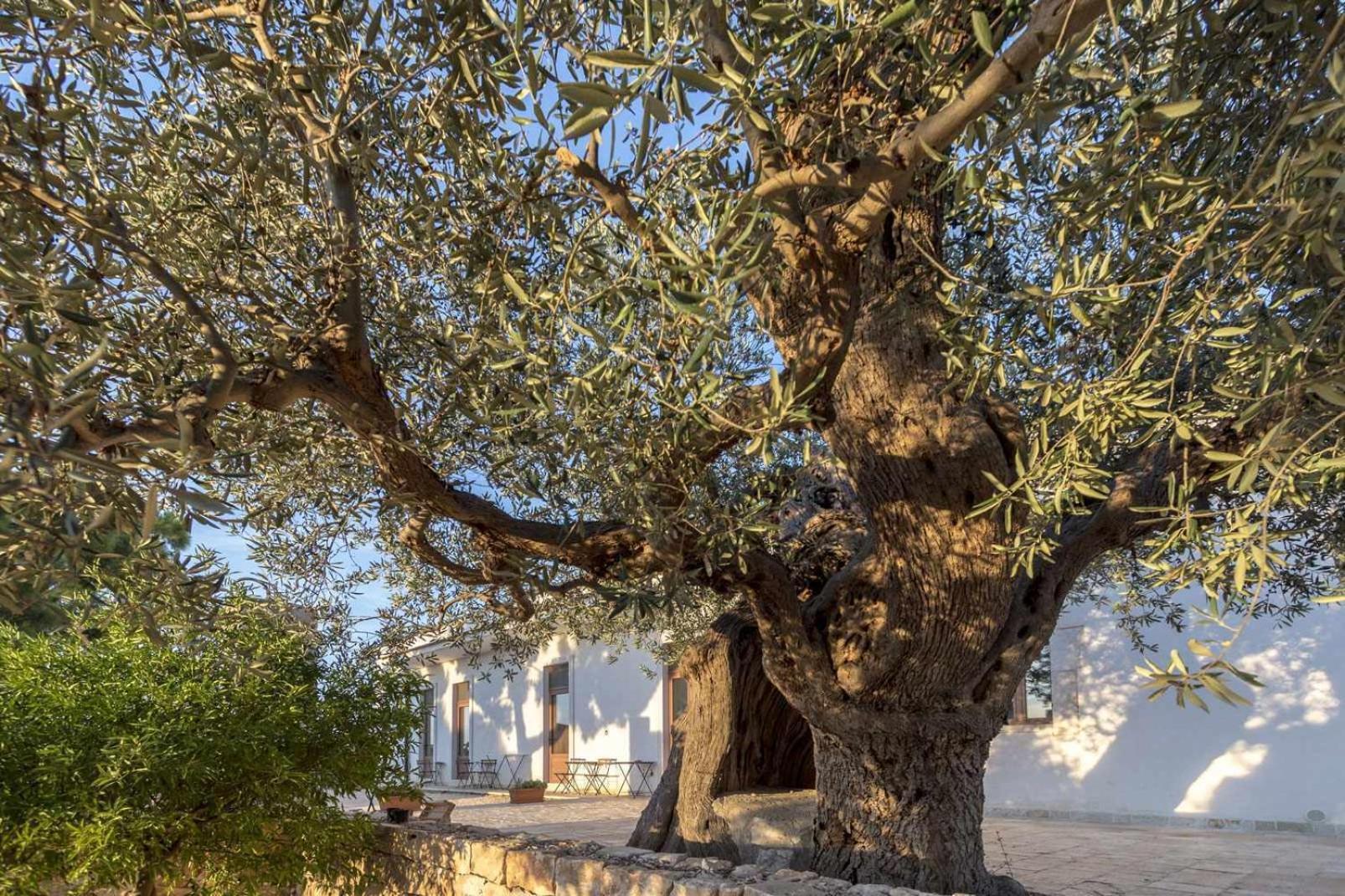Masseria Fanizzi Conversano Bilik gambar