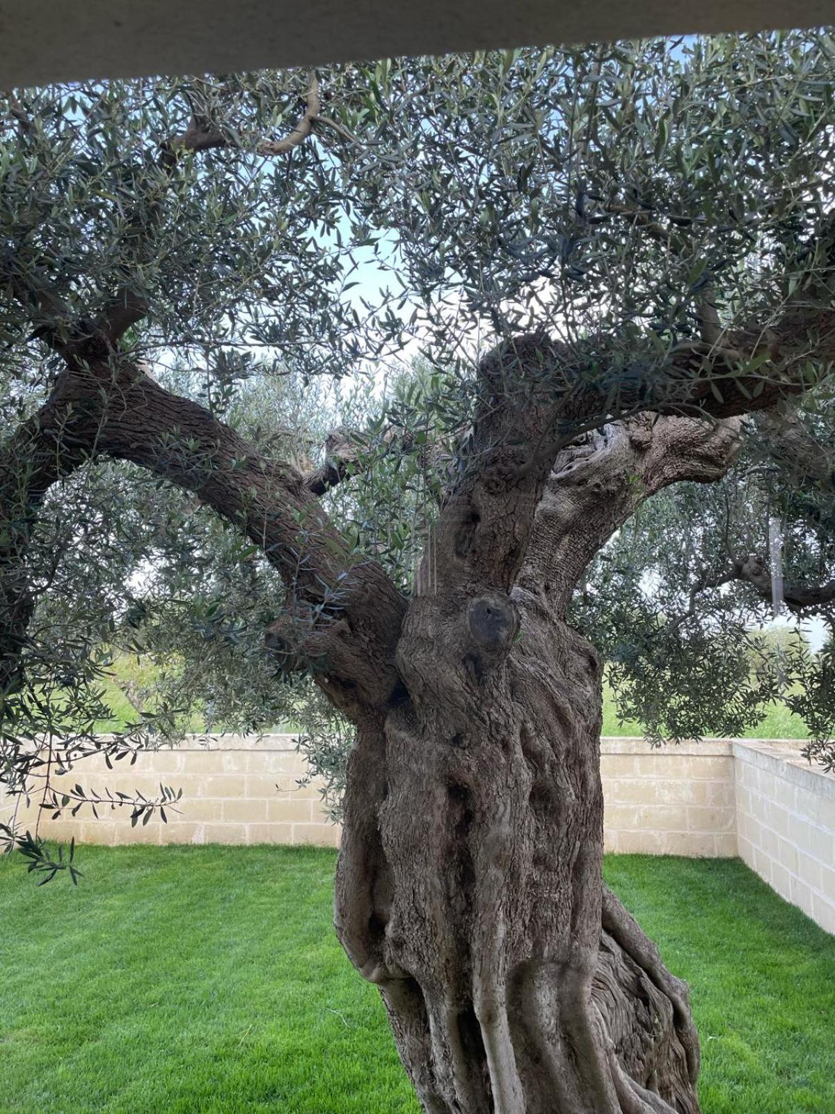 Masseria Fanizzi Conversano Bilik gambar